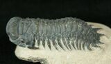 Very D Crotalocephalina Trilobite #17185-1